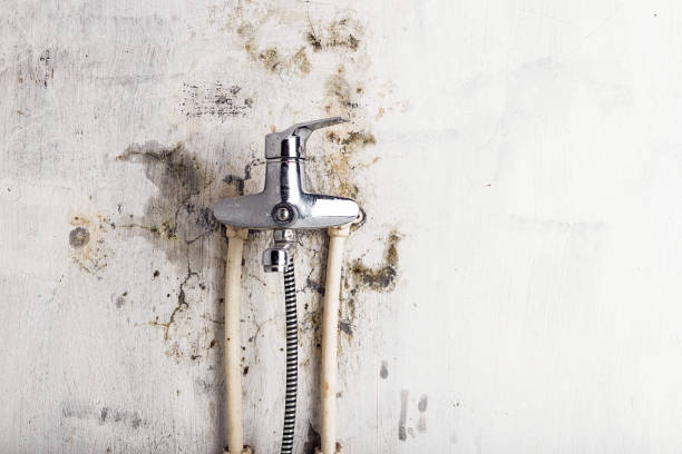 Best Basement Mold Remediation in Raceland, KY