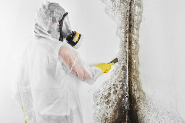 Best White Mold Remediation in Raceland, KY