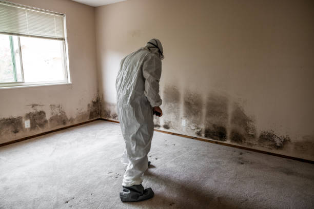 Best HVAC Mold Remediation in Raceland, KY