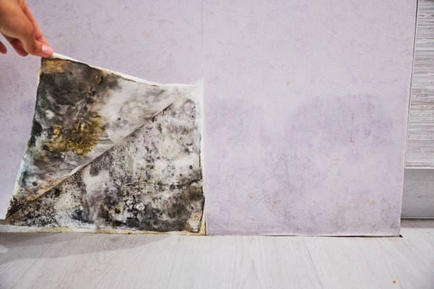 Best Residential Mold Remediation in Raceland, KY